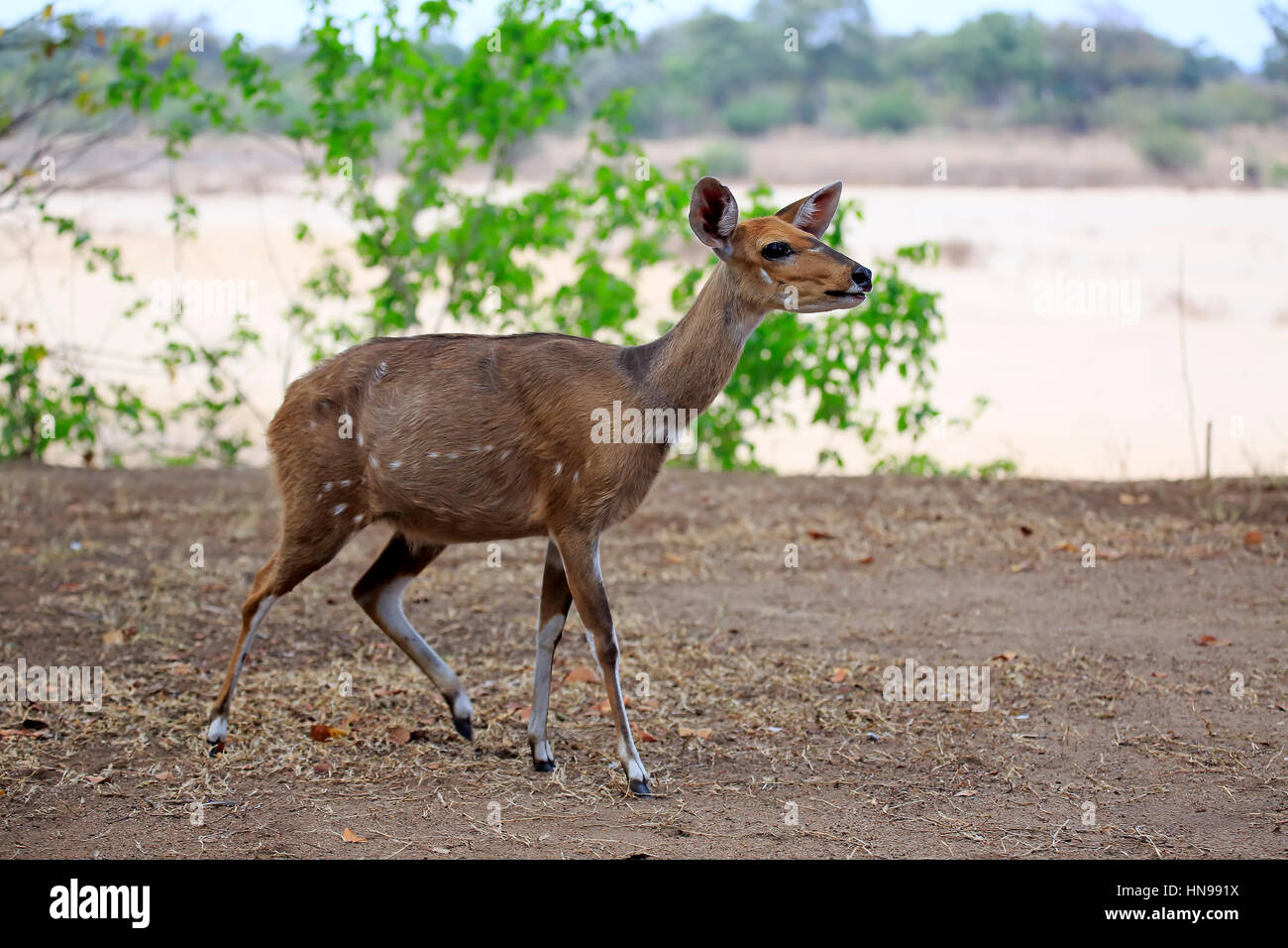 Bushbuck, Imbabala, (Tragelaphus scriptus sylvaticus), femmina adulta, Kruger Nationalpark, Sud Africa e Africa Foto Stock