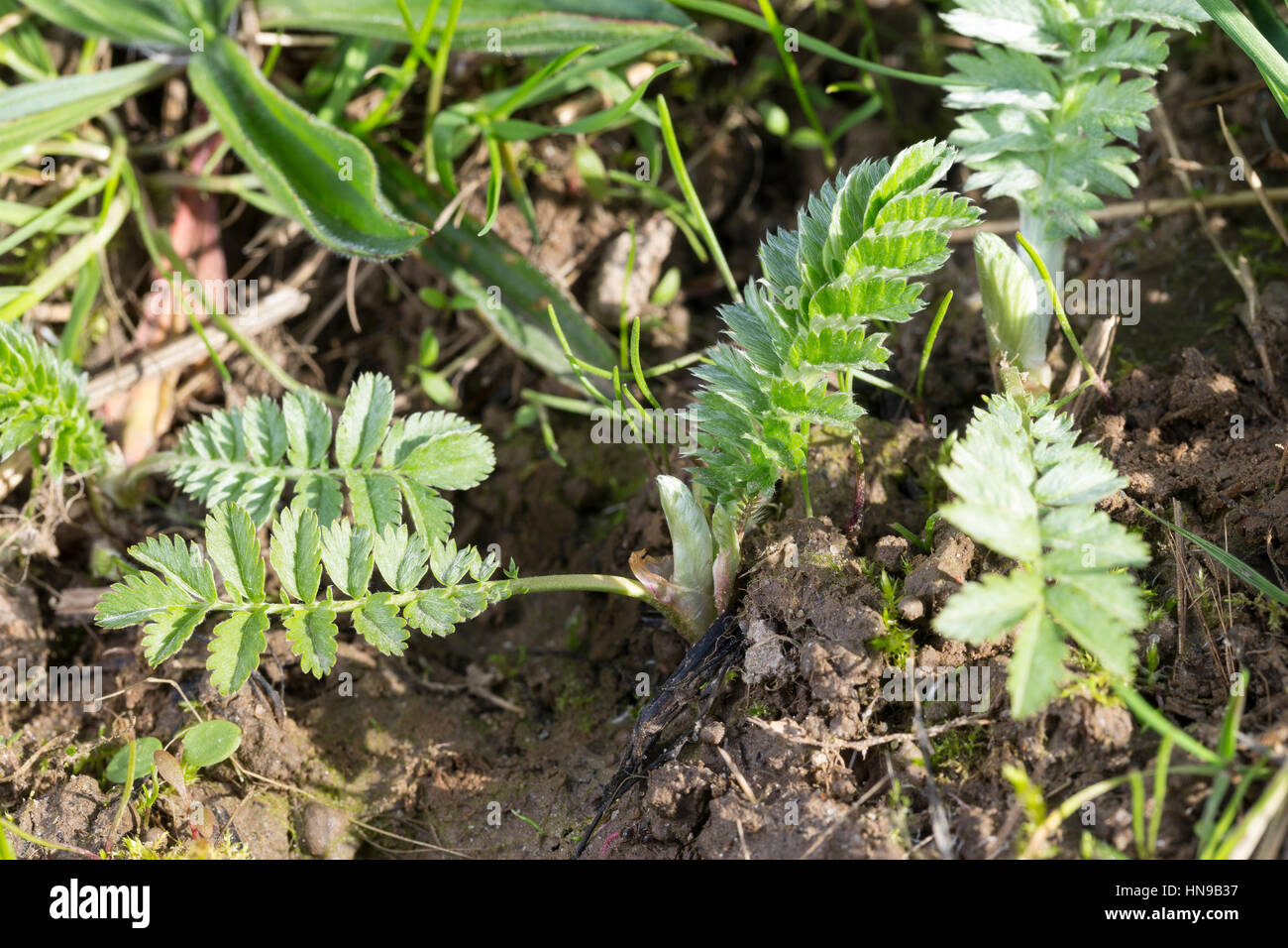 Gänse-Fingerkraut, Gänsefingerkraut, Blatt, Blätter vor der Blüte, Blattunterseite, Gänsewiß, Grensel, Silberkraut, Säulkraut, Krampfkraut, Potentilla Foto Stock