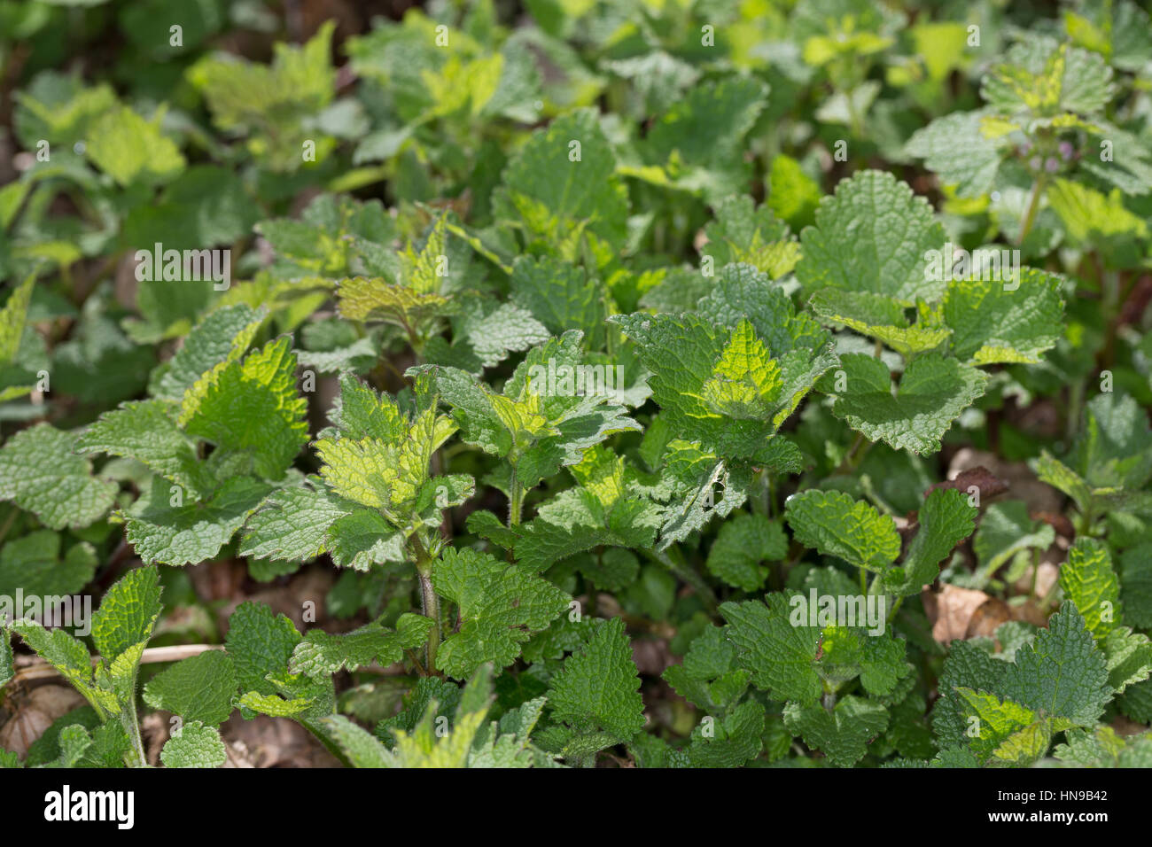 Gefleckte Taubnessel, Blatt, Blätter vor der Blüte, Lamium maculatum, Pezzata Dead ortica Foto Stock