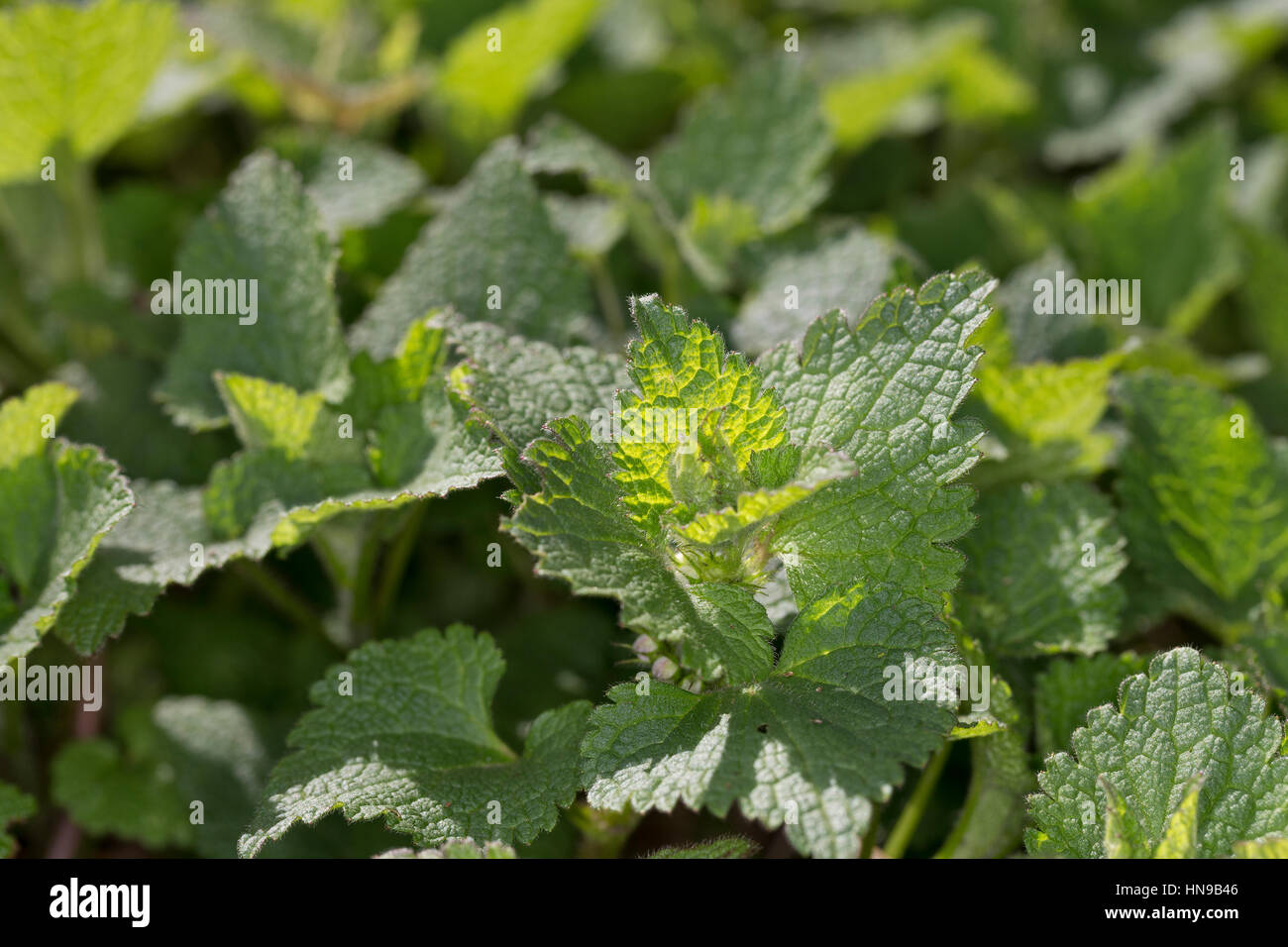 Gefleckte Taubnessel, Blatt, Blätter vor der Blüte, Lamium maculatum, Pezzata Dead ortica Foto Stock