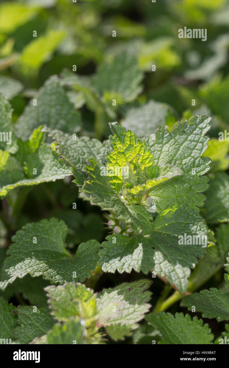 Gefleckte Taubnessel, Blatt, Blätter vor der Blüte, Lamium maculatum, Pezzata Dead ortica Foto Stock