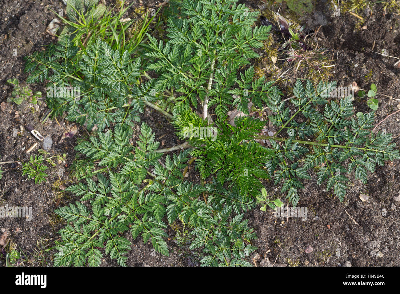 Gefleckter Schierling, Blatt, Blätter, Bangenkraut, Blutschierling, Dollkraut, Erdschierling, Fleckenschierling, Mäuseschierling, Conium maculatum, Po Foto Stock