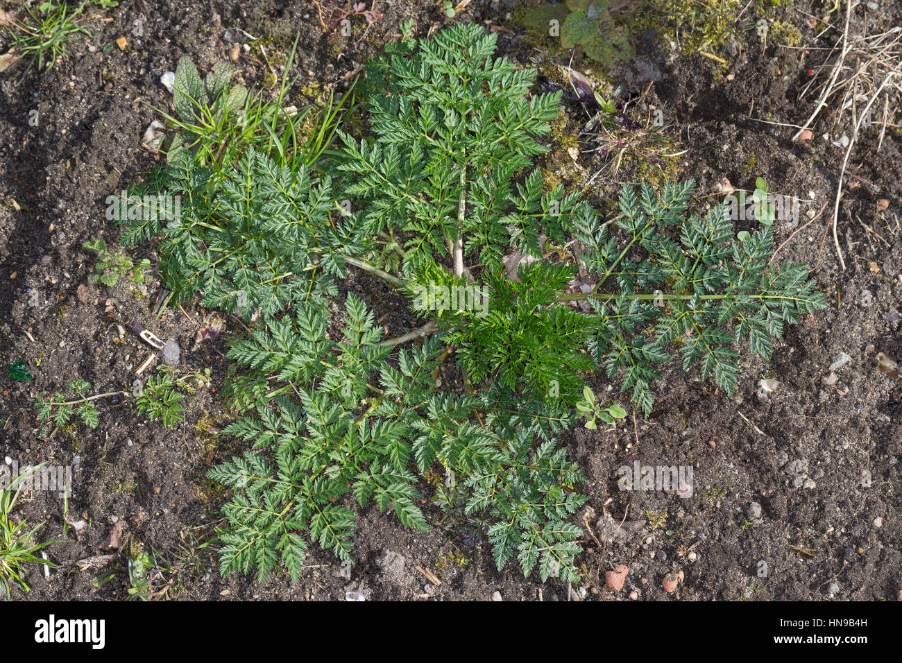 Gefleckter Schierling, Blatt, Blätter, Bangenkraut, Blutschierling, Dollkraut, Erdschierling, Fleckenschierling, Mäuseschierling, Conium maculatum, Po Foto Stock