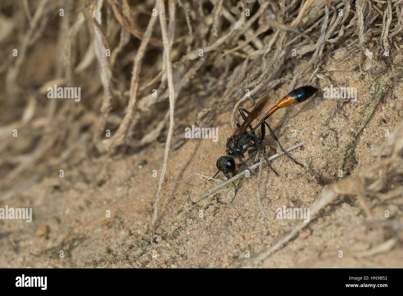 Gemeine Sandwespe, Weibchen, Ammophila sabulosa, rosso-sabbia nastrati Wasp, sabbia digger wasp, femmina, Grabwespe Foto Stock