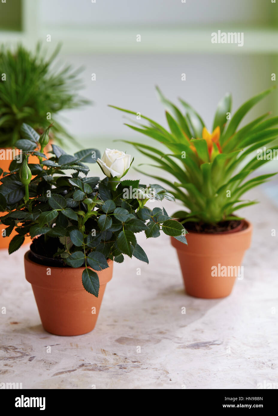 Miniatura casa rosa pianta in vaso di fiori. Un assortimento di piante in vaso sul tavolo. Foto Stock