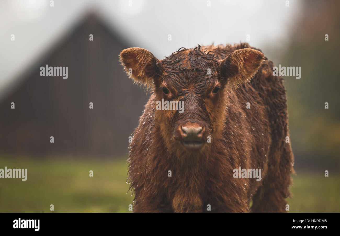 Un peloso mucca vitello in heavy rain Foto Stock