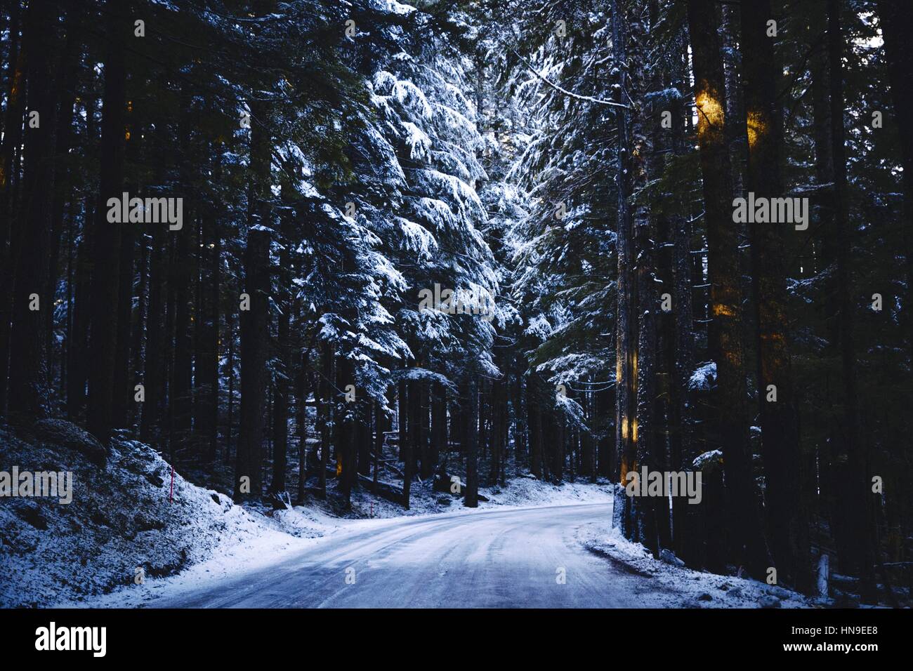 Un splendidamente illuminate su strada sterrata lungo una boscosa mountain pass Foto Stock