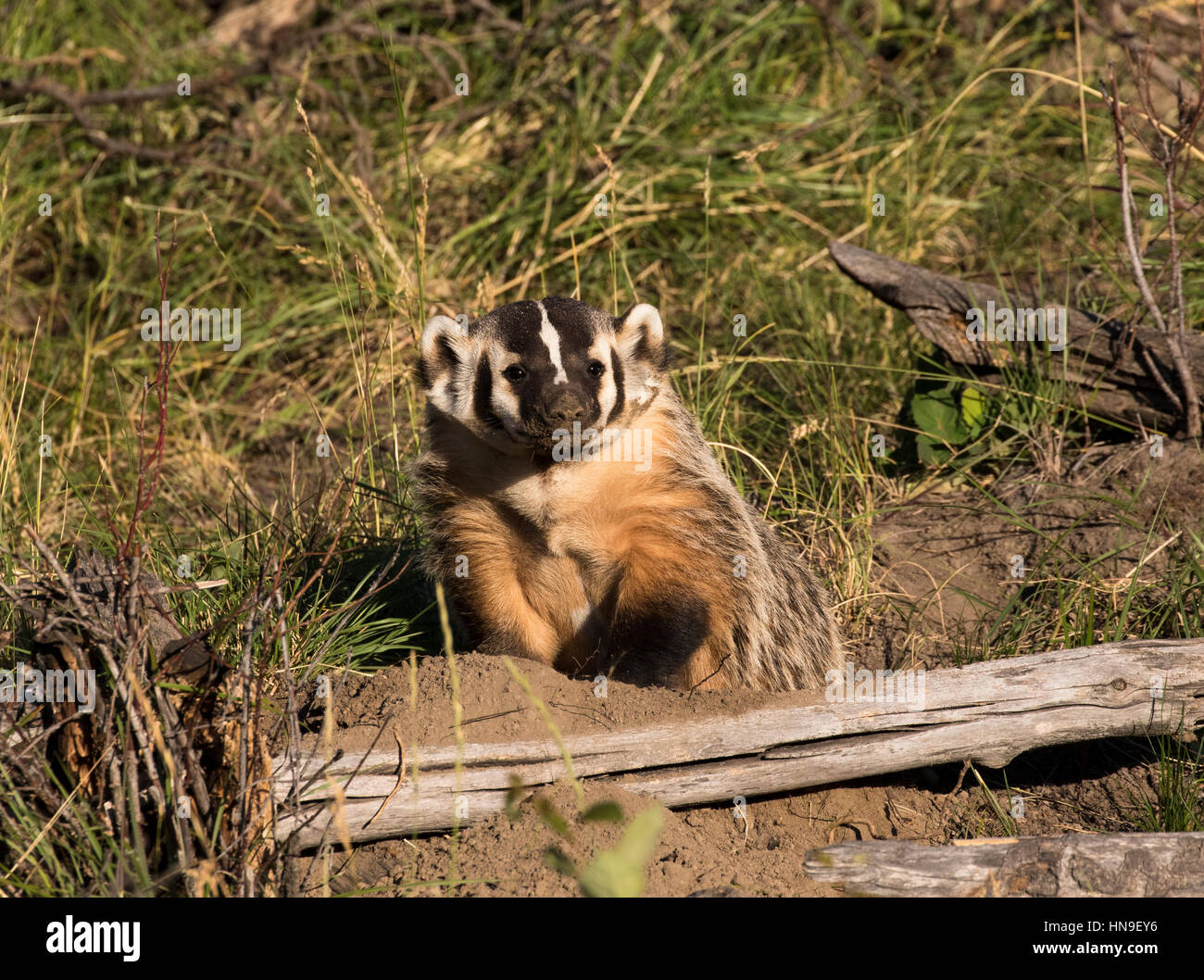 American badger vicino burrow con bastoni e registri Foto Stock