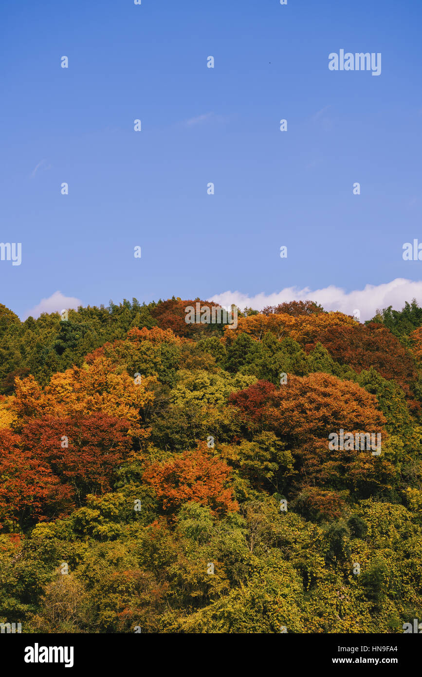 Foglie di autunno e cielo blu a Sagami lago, nella prefettura di Kanagawa, Giappone Foto Stock