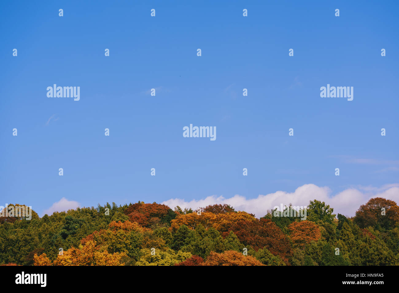 Foglie di autunno e cielo blu a Sagami lago, nella prefettura di Kanagawa, Giappone Foto Stock