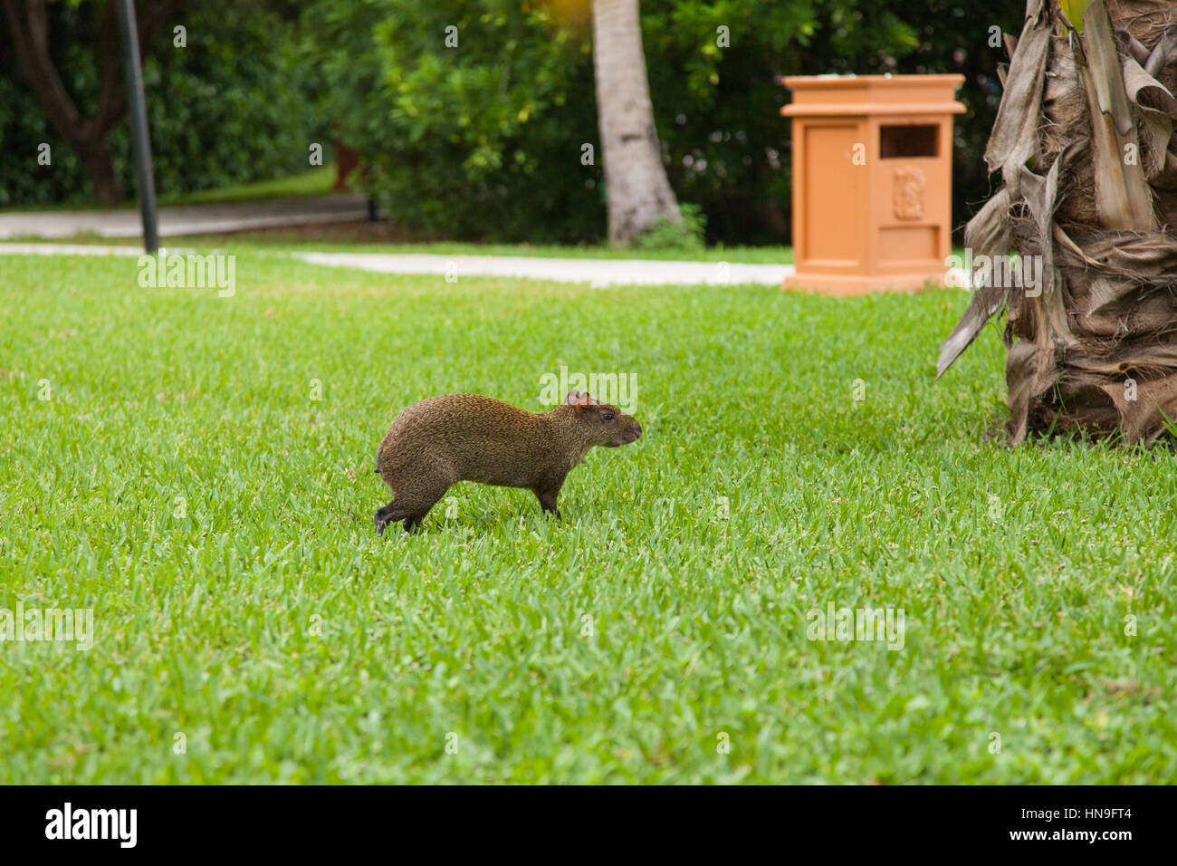 America centrale (agouti Dasyprocta punctata) al Grand Bahia Principe Coba resort, Riviera Maya, Quintana Roo, Messico. Foto Stock