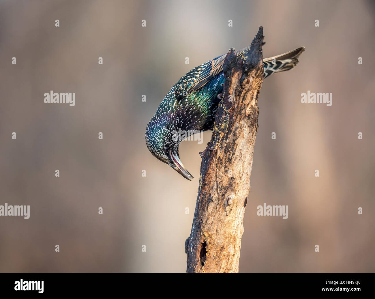 Comune,starling Sturnus vulgaris noto anche come Unione starling Foto Stock
