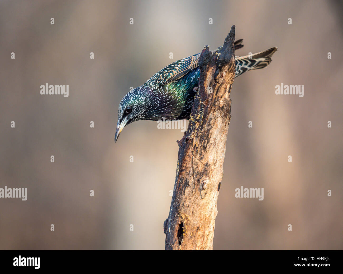 Comune,starling Sturnus vulgaris noto anche come Unione starling Foto Stock