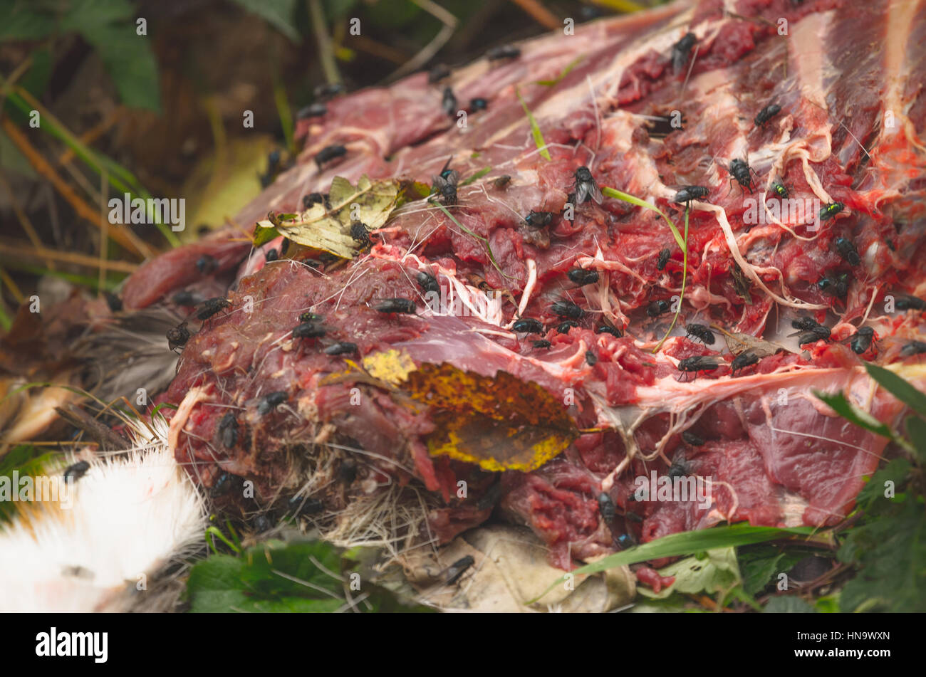 Degrado di selvaggina selvatica avanzi di cibo da caccia Foto Stock