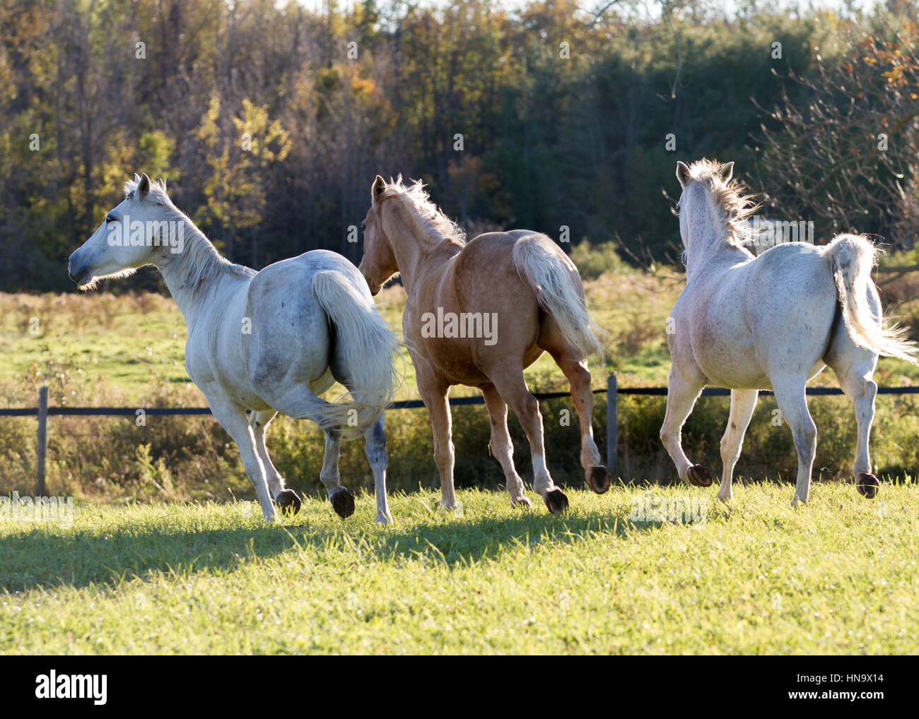 Cavalli in corsa - sani tre cavalli al galoppo in un campo di stato appena rilasciato dal maneggio e mettere al pascolo. Foto Stock