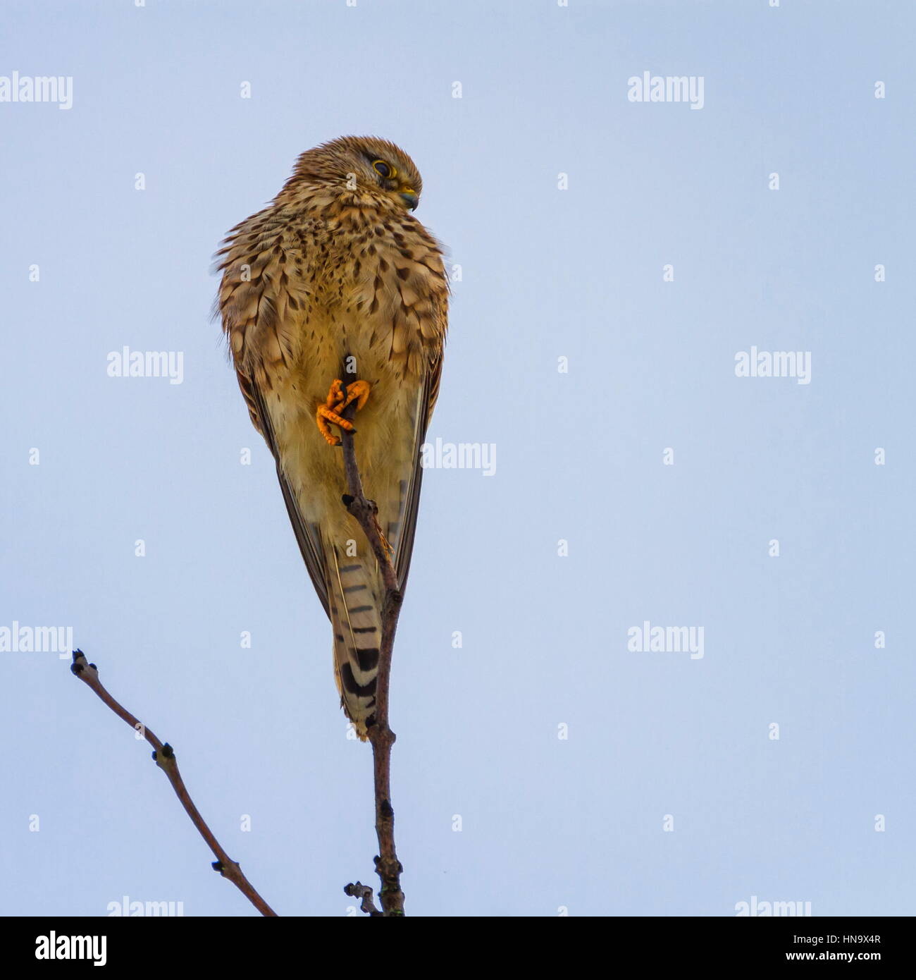 Comune Femmina gheppio, falco tinnunculus, in piedi su un piccolo ramo di giorno Foto Stock