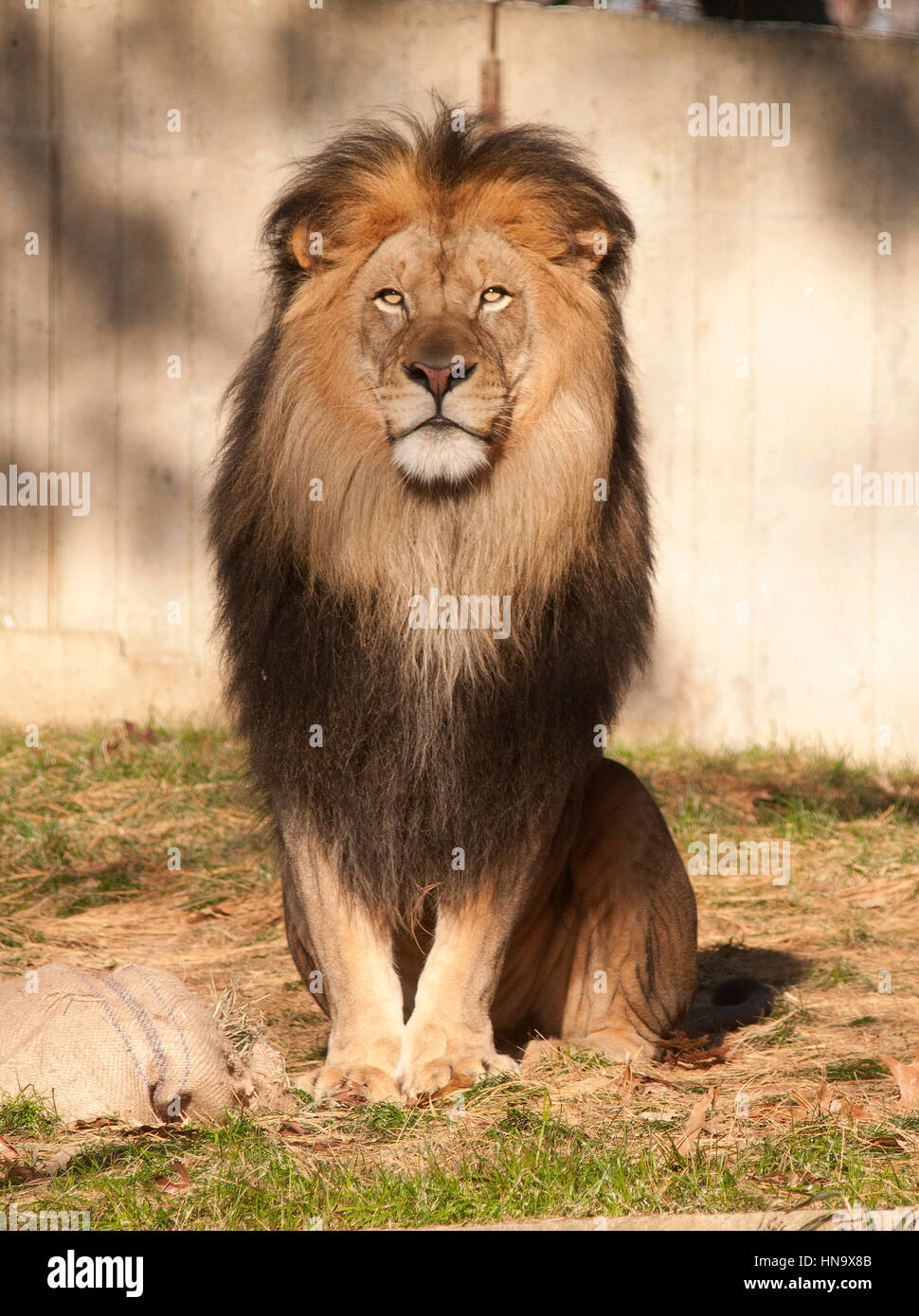 Un maschio di Lion si trova nel contenitore di lion durante una conferenza stampa con Skandar Keynes e Georgie Henley di Le cronache di Narnia: Il viaggio di Dawn chi pigia presso lo Zoo Nazionale di Washington, DC, dicembre 9th, 2010 Foto Stock