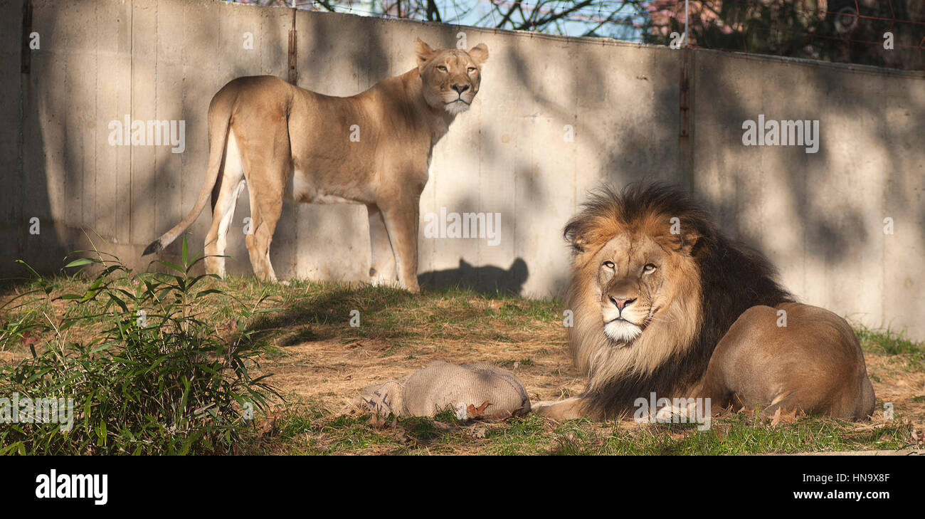 Un maschio e una femmina di Lion si trova nel contenitore di lion durante una conferenza stampa con Skandar Keynes e Georgie Henley di Le cronache di Narnia: Il viaggio di Dawn chi pigia presso lo Zoo Nazionale di Washington, DC, dicembre 9th, 2010 Foto Stock