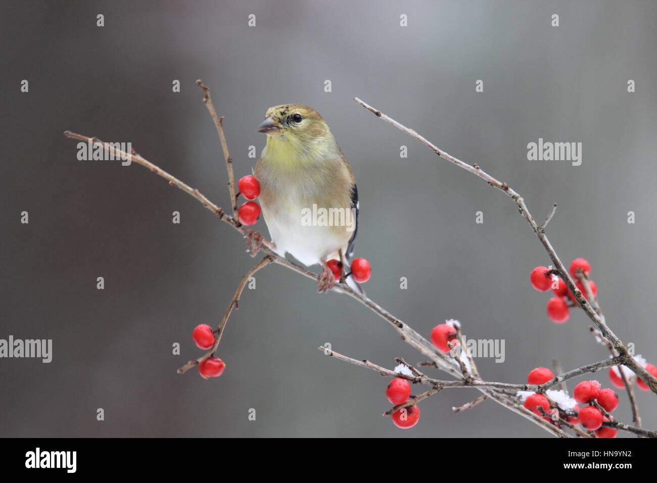 Un American goldfinch si appollaia su inverno rosso bacche Foto Stock