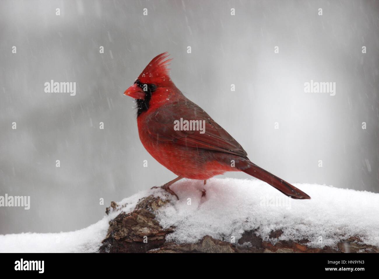 Un brillante maschio rosso cardinale Nord appollaiate su un ramo in un inverno tempesta di neve Foto Stock