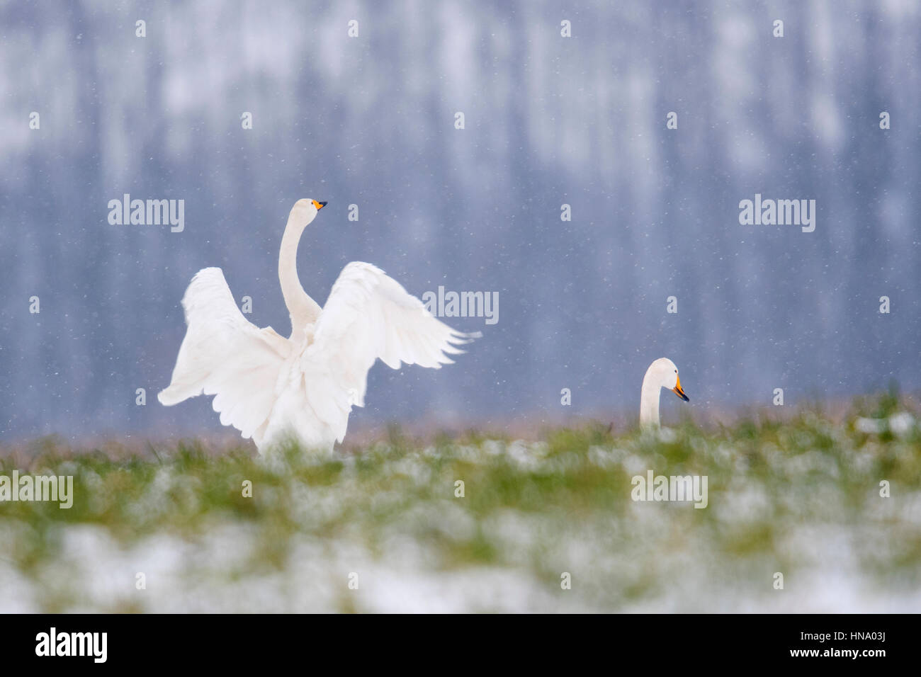 Whooper cigni (Cygnus cygnus) nella neve, sbattimenti le sue ali, Emsland, Bassa Sassonia, Germania Foto Stock