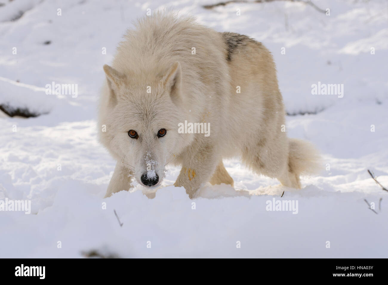 Arctic Lupo (Canis lupus arctos) nella neve, captive, Renania-Palatinato, Germania Foto Stock
