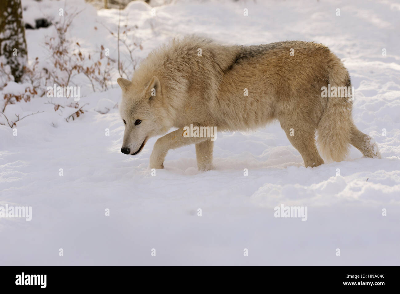 Arctic Lupo (Canis lupus arctos) a piedi nella neve, captive, Renania-Palatinato, Germania Foto Stock