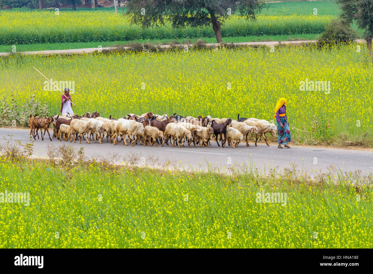 Abhaneri, India, 21 Gennaio 2017 - Gli abitanti di un villaggio di radunare le pecore su una strada ultimi campi di senape in Abhaneri, Rajasthan, India. Foto Stock