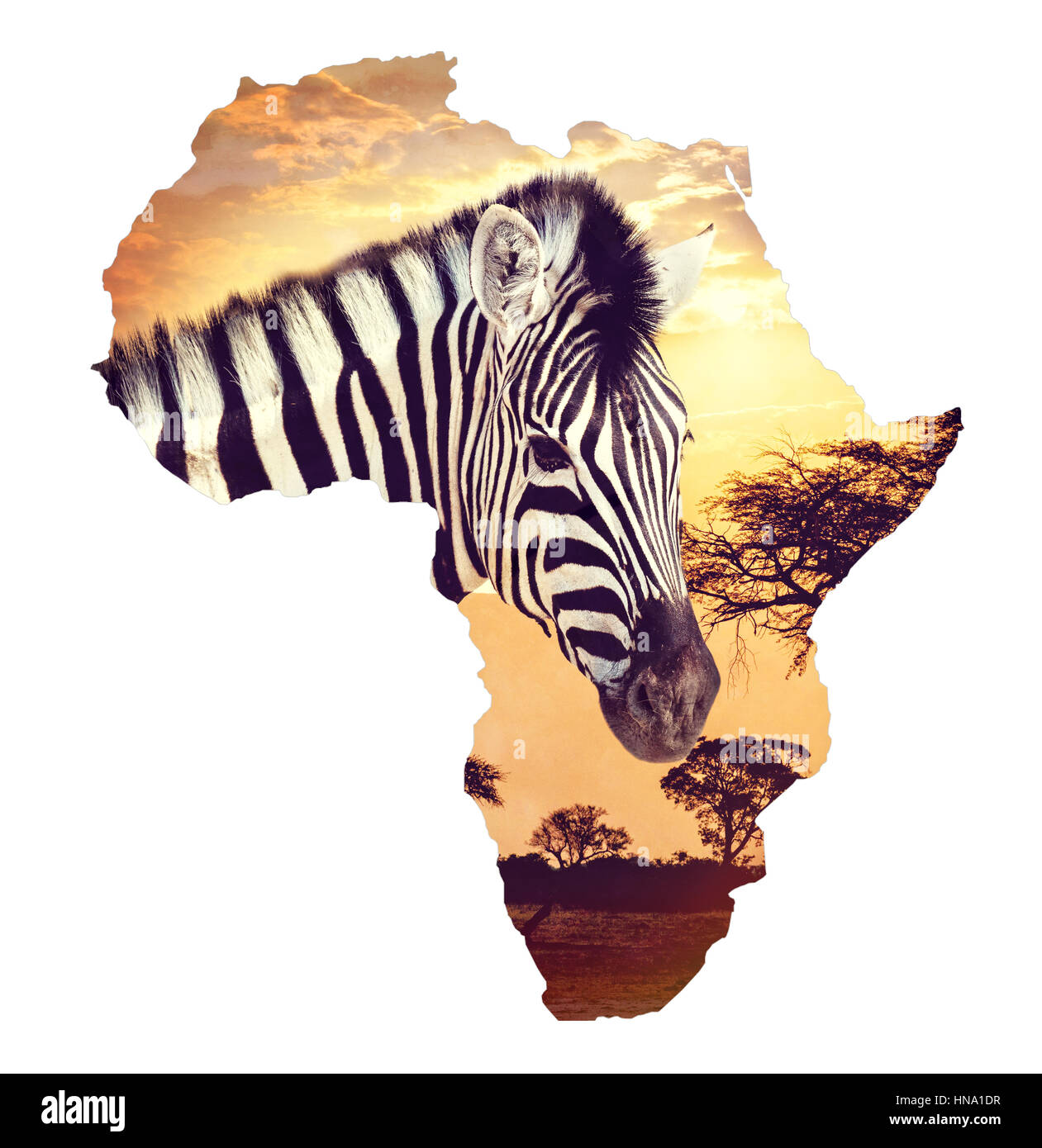 Zebra ritratto sul tramonto africano con sfondo di acacia. Mappa, Continente africano. Africa safari natura fauna selvaggia e di concetto Foto Stock