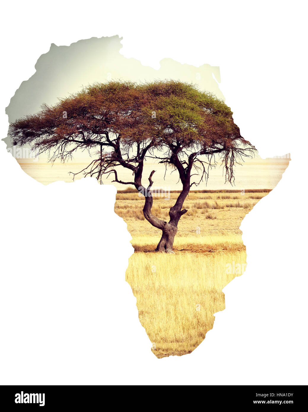 Tipica di grandi alberi di acacia nella savana aperte pianure dell Africa Orientale, Botswana Hwankee. Mappa di Africa continente concept Foto Stock