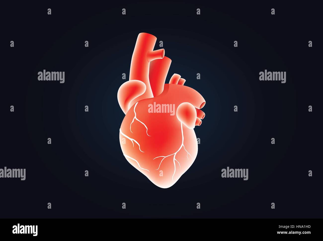 Il cuore umano di vettore di colore rosso su nero. Illustrazione circa di medico e di anatomia. Illustrazione Vettoriale