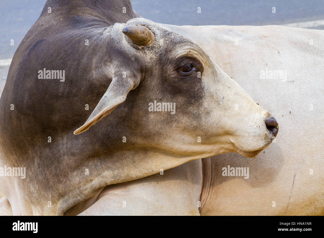 Un indiano toro seduto vicino a una strada nel Rajasthan, India. Foto Stock