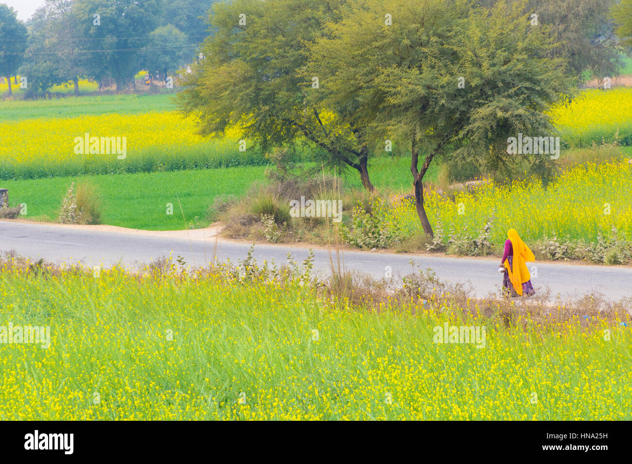 Abhaneri, India, 21 Gennaio 2017 - una donna cammina su una strada ultimi campi di senape in Abhaneri, Rajasthan, India. Foto Stock