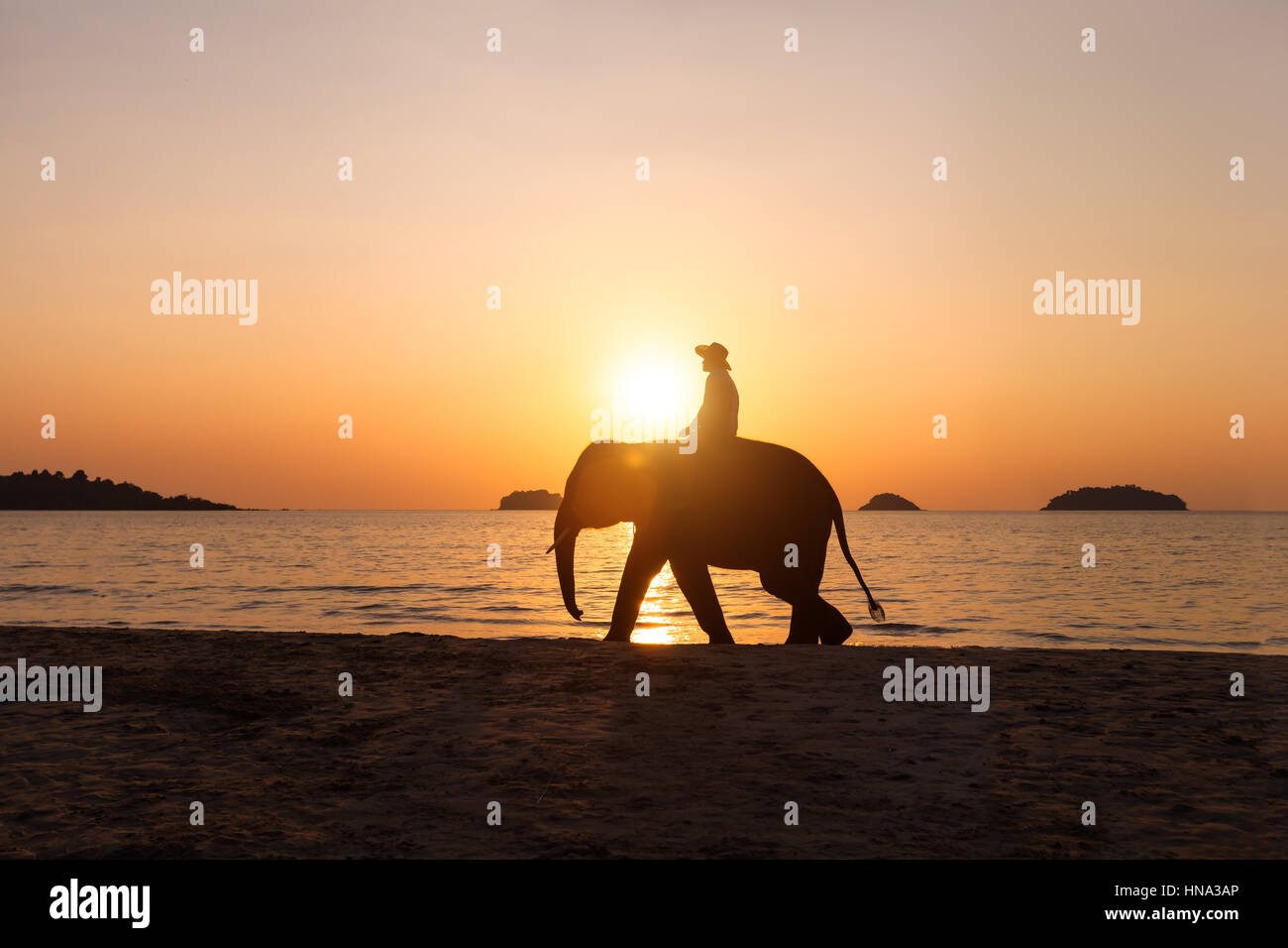 Silhouette di un uomo a cavallo di un elefante asiatico su una spiaggia tropicale al tramonto Foto Stock