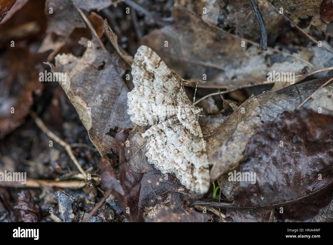 Pepati Tarma Biston betularia, in un legno di Herefordshire, illustrante la colorazione camouflage contro wet figliata di foglia Foto Stock