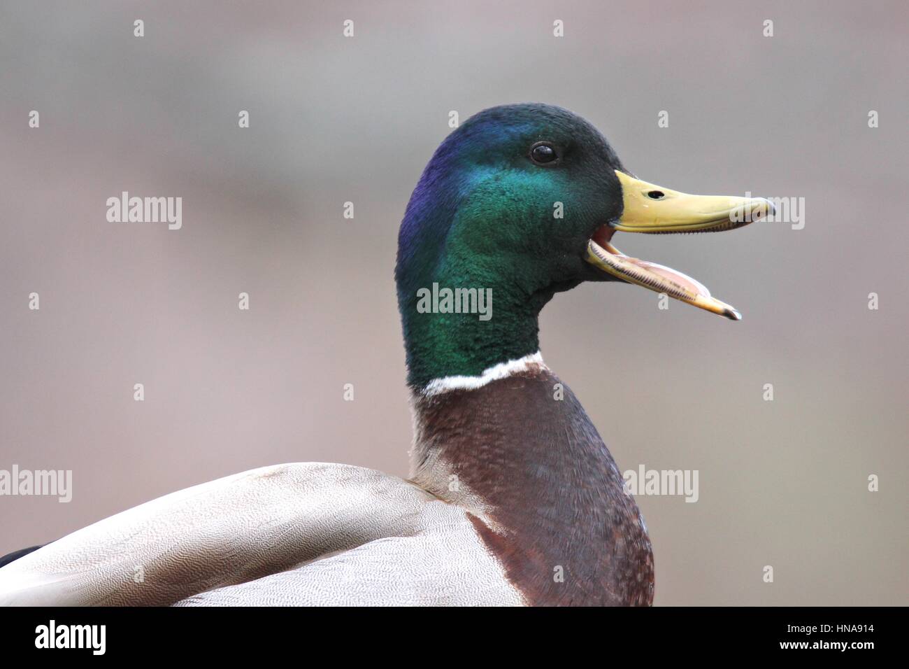 Una chiusura di un maschio di Mallard duck Anas platyrhynchos quacking Foto Stock