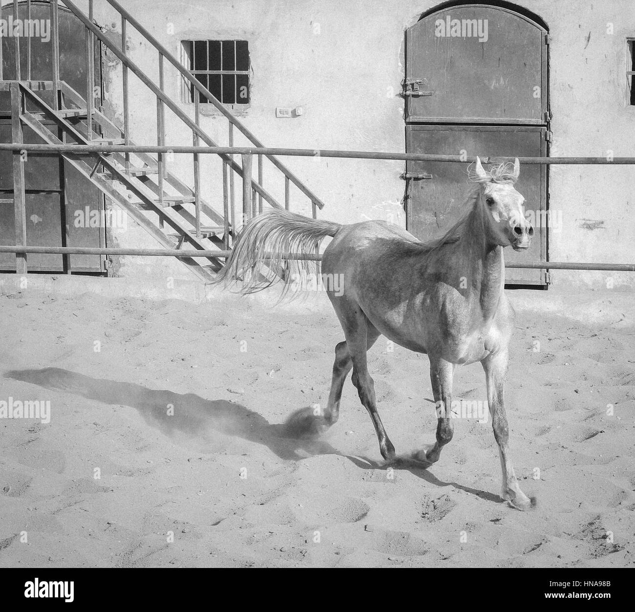 Arabian Horse in un ranch di sabbia/ con Arabian Horse in un campo di sabbia nella giornata di sole Foto Stock