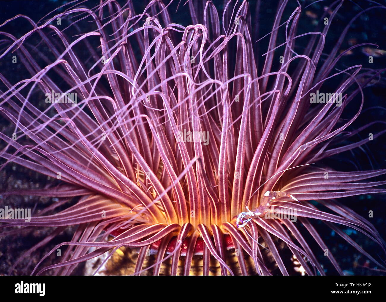 Un tubo (anemone Ceriannthus filiformis) alimentazione di notte con un partner di gamberetti (Ancylomenes holshuist) alla sua base. Il Nord Sulawesi, Indonesia. Foto Stock