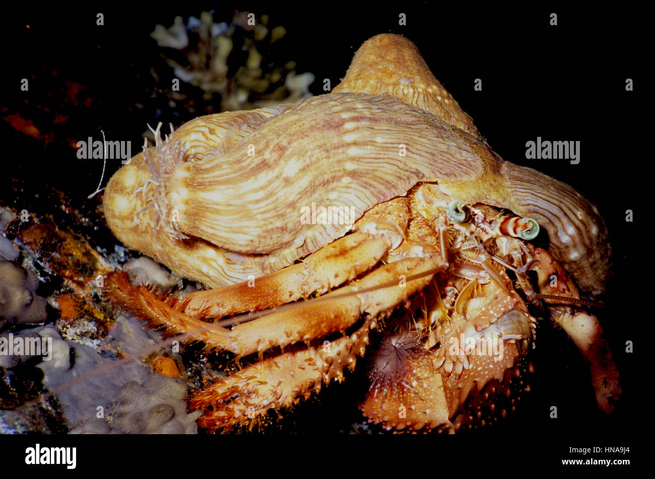 Un eremita granchi (Dardano tinctor) con un anemone Calliactis (polipo) sul suo guscio. Fotografato nel Mar Rosso egiziano. Foto Stock