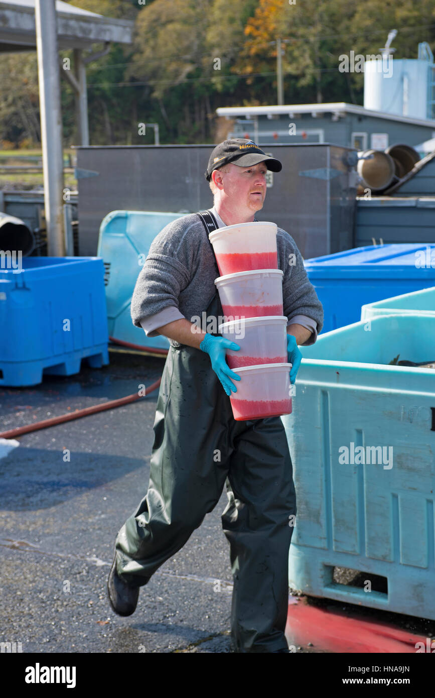 Vasche contenenti la Chinook di uova di salmone pronto per essere trasportato fino al Robertson Fish Hatchery vasche di allevamento. Foto Stock