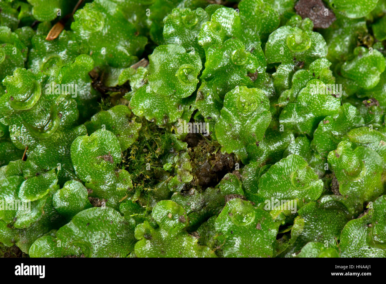 Crescent-cup liverwort, Lunularia cruciata, una specie comuni a volte una minaccia per la piantina di piante in vaso Foto Stock