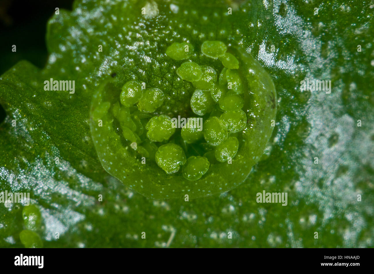 Crescent-cup liverwort, Lunularia cruciata, una specie comuni a volte una minaccia per la piantina di piante in vaso Foto Stock