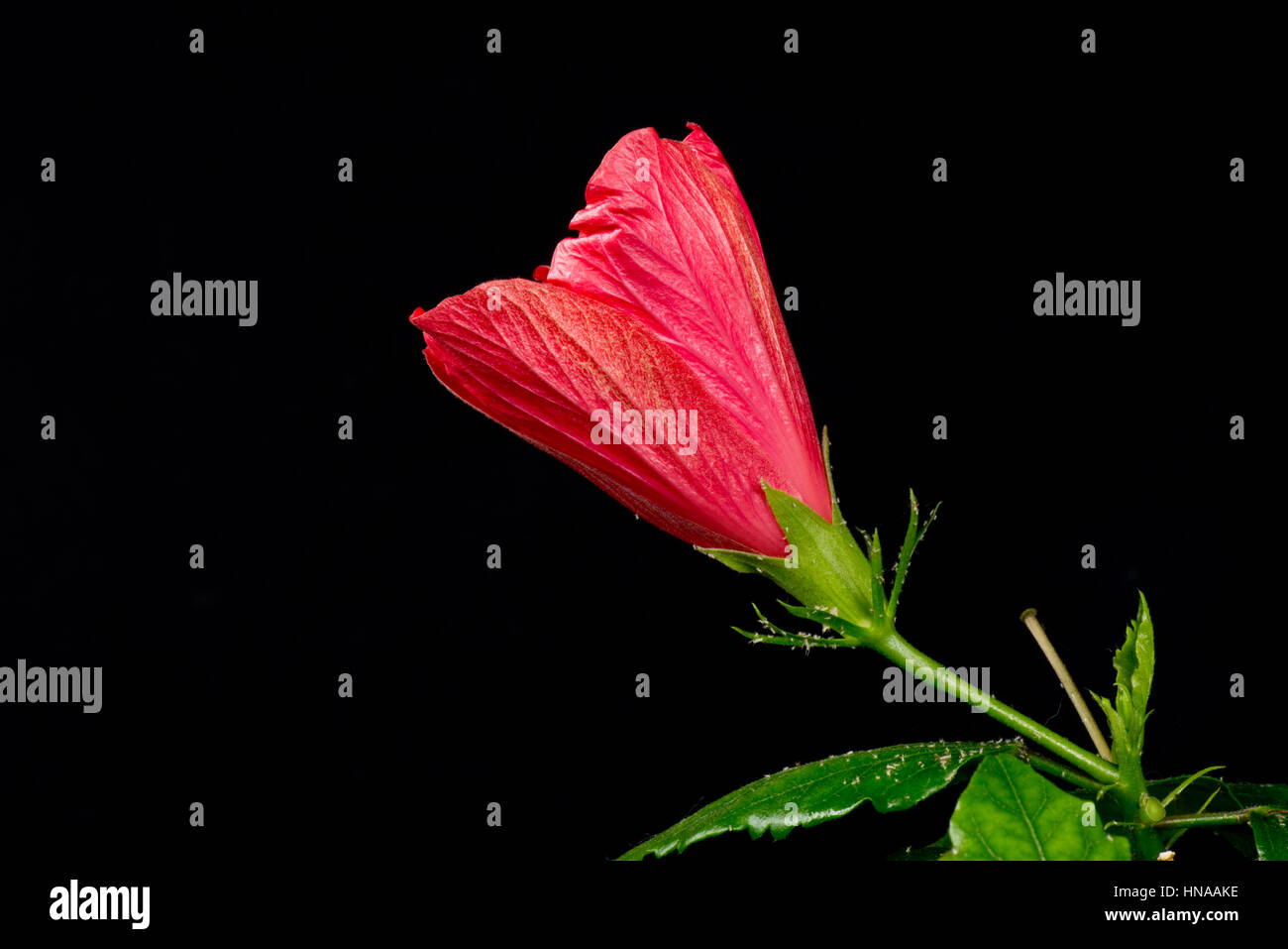 Germoglio di fiore di red Hibiscus rosa-sinensis apertura di sequenza per rivelare antere, stigma di stile e altre parti riproduttive Foto Stock