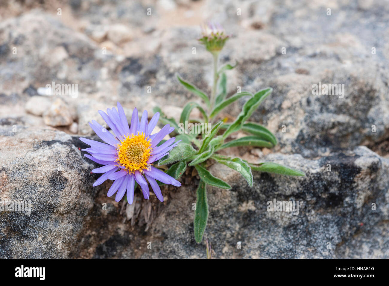 Aster Alpinus Foto Stock