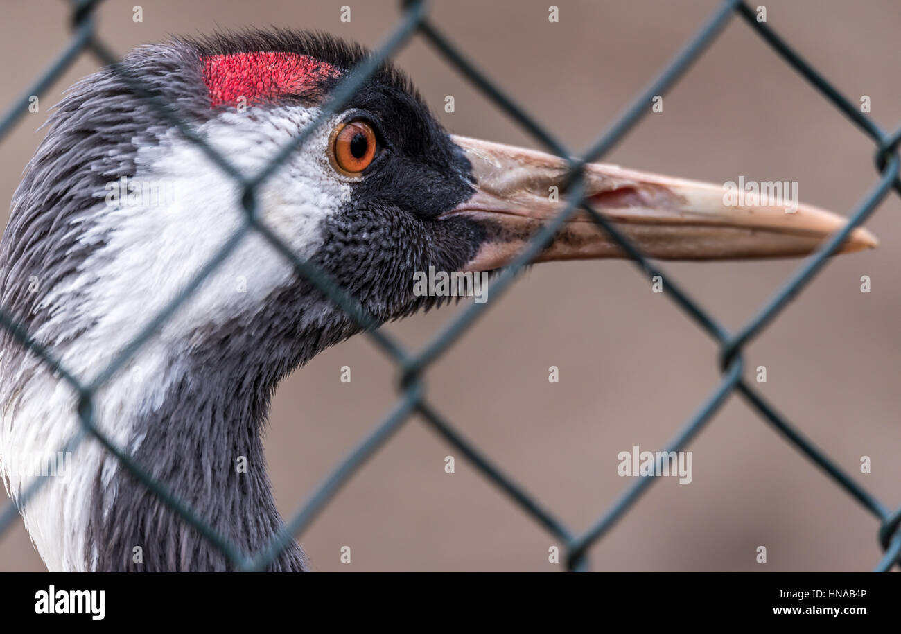 Il rosso-crowned crane (Grus japonensis), chiamato anche la gru giapponese bird. Foto scattata dietro di te recinzione in uno zoo. Foto Stock