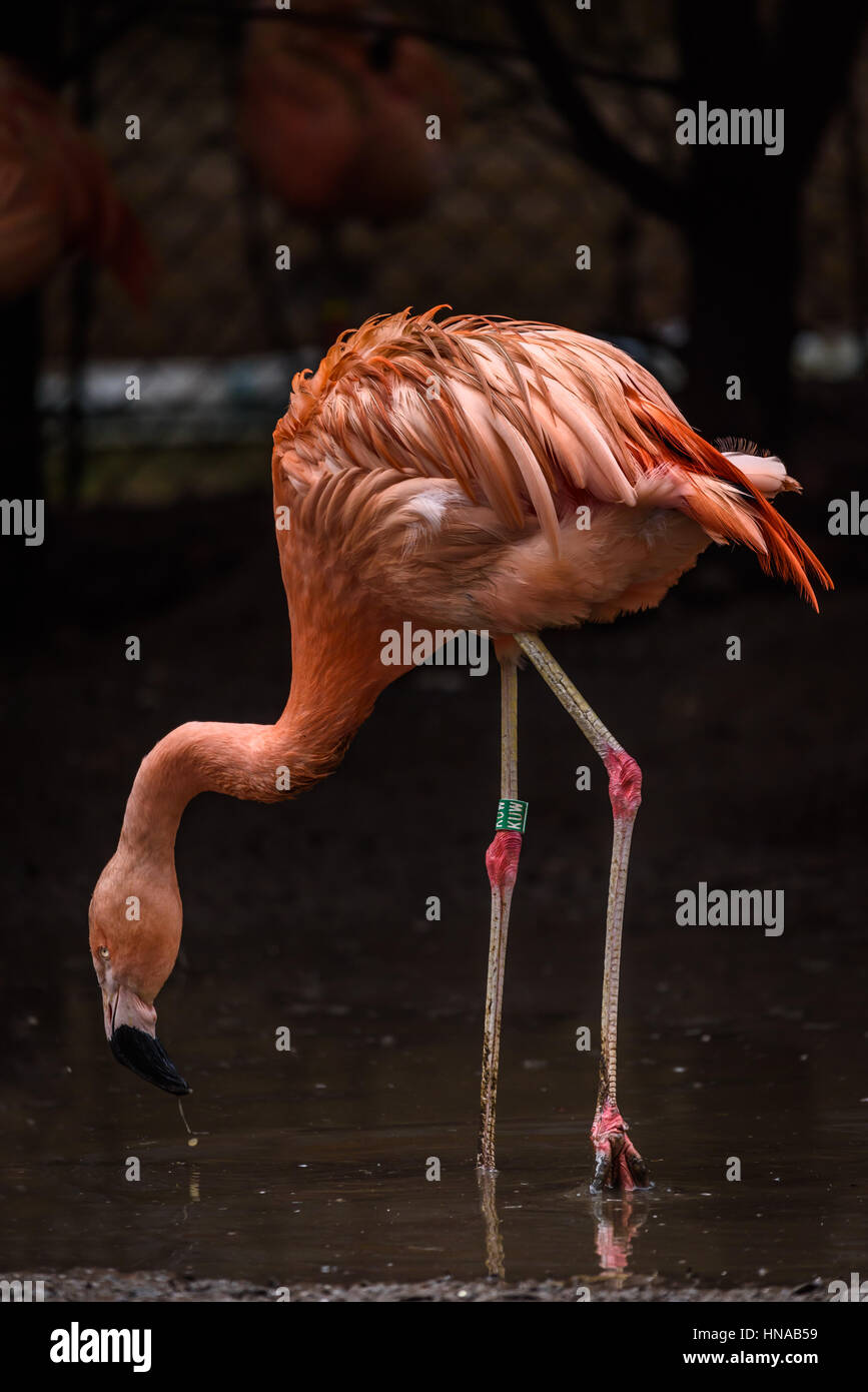 Fenicotteri rosa o i fenicotteri (Phoenicopteridae). Il fenicottero rosa sono molto sociale uccelli; vivono in colonie la cui popolazione può numero in migliaia. Foto Stock