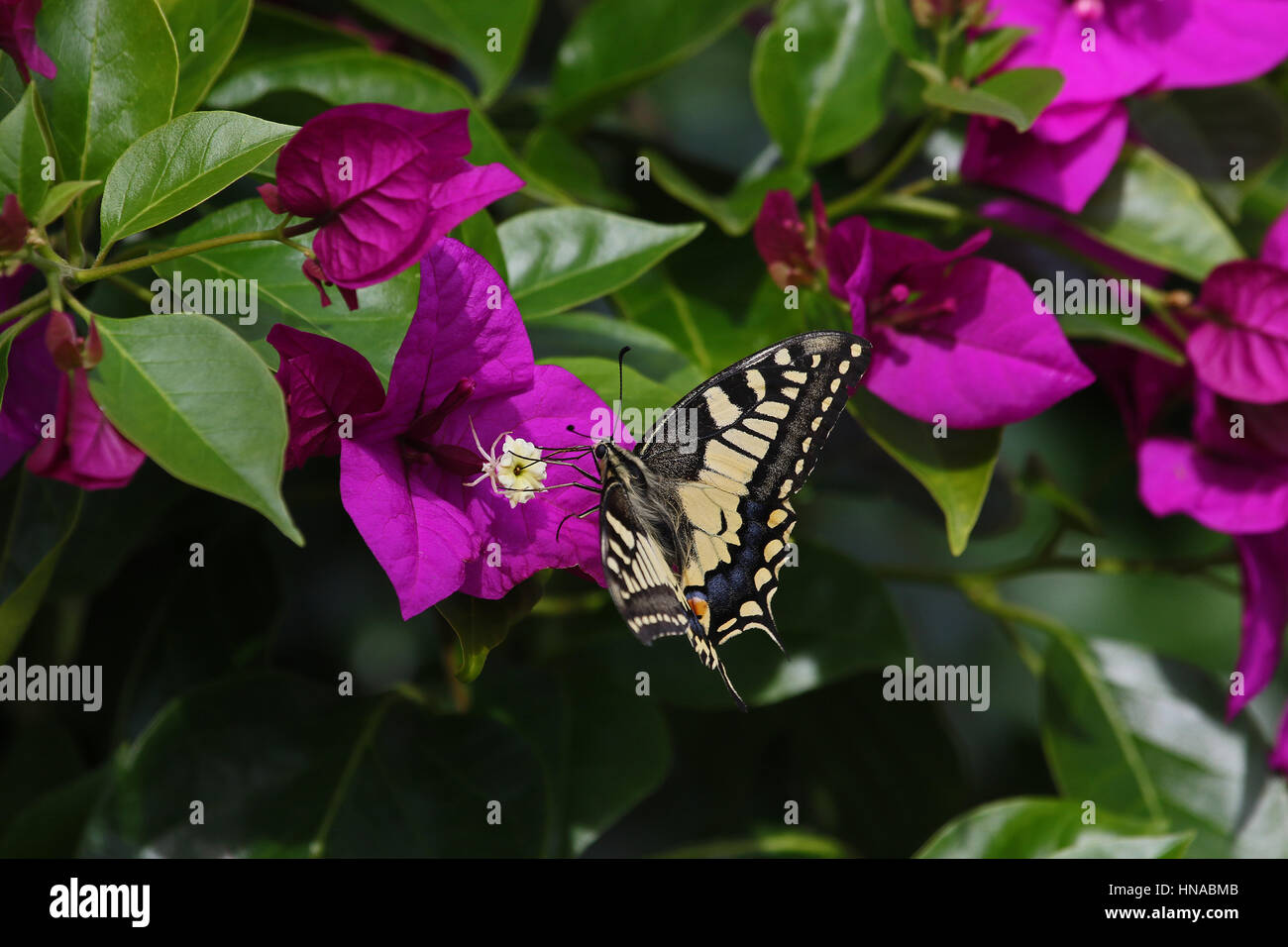 A coda di rondine comune butterfly papillo machaon alimentazione su bouganivillea glabra fiore in Italia da Ruth Swan Foto Stock