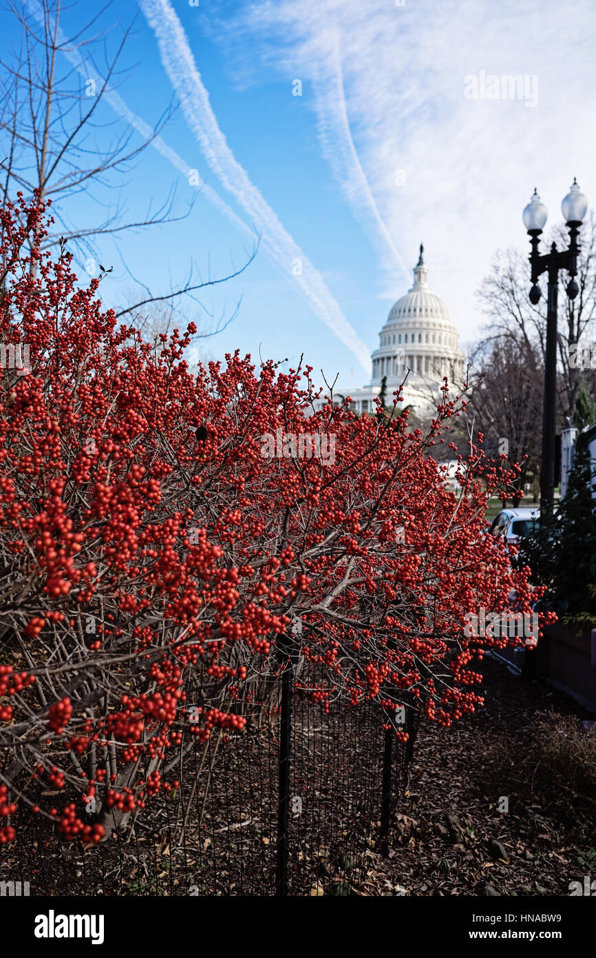 Bacche rosse di fronte al Campidoglio al tempo di Natale Foto Stock