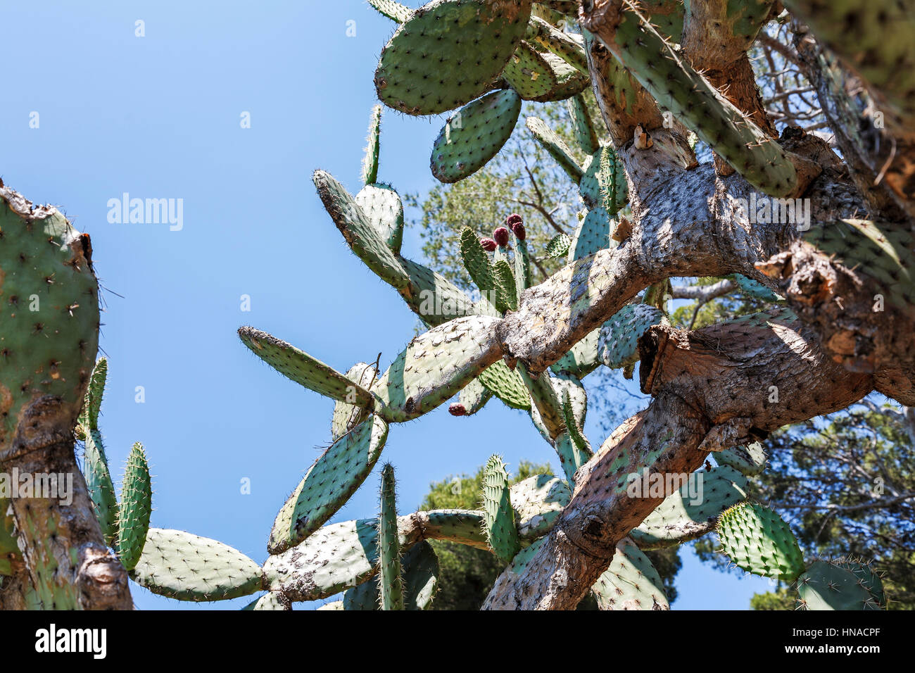 Cactus di fico d'India in campo aperto è mostrato contro il cielo blu Foto Stock