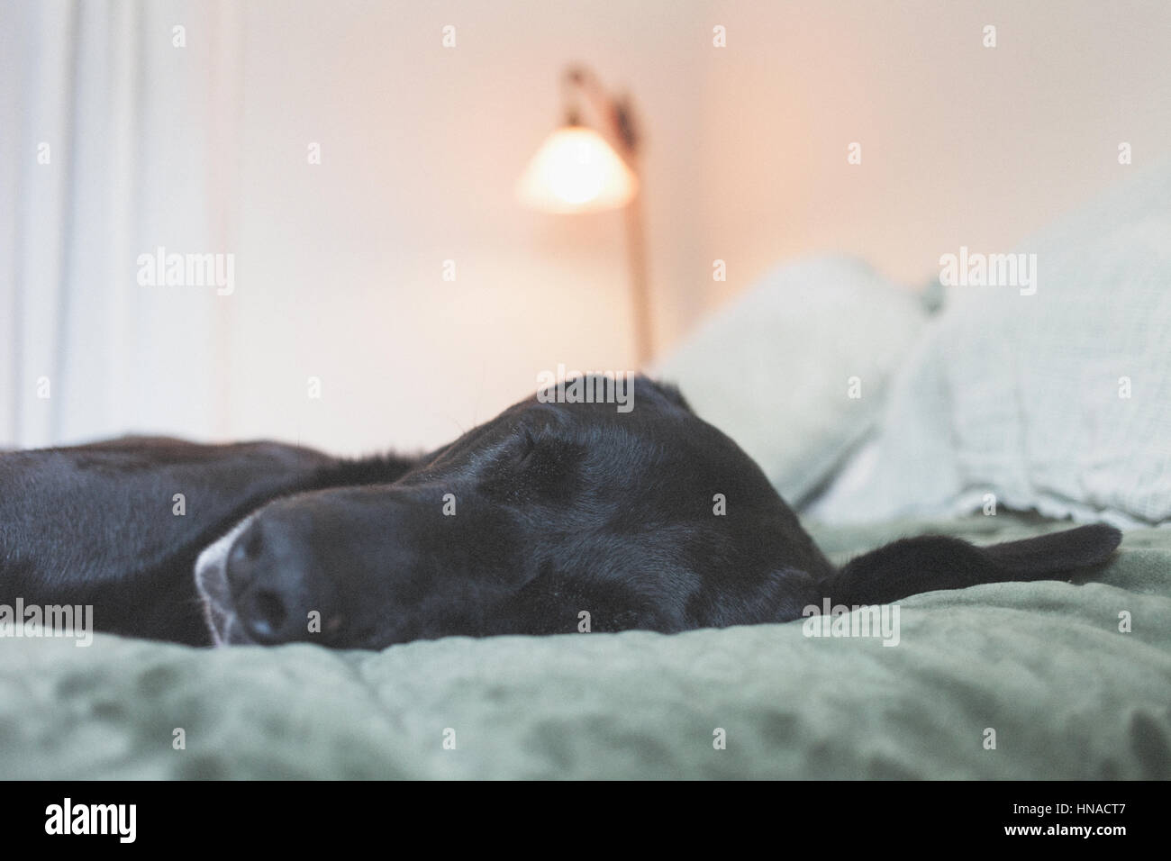 Grande cane nero in appoggio sul letto Foto Stock